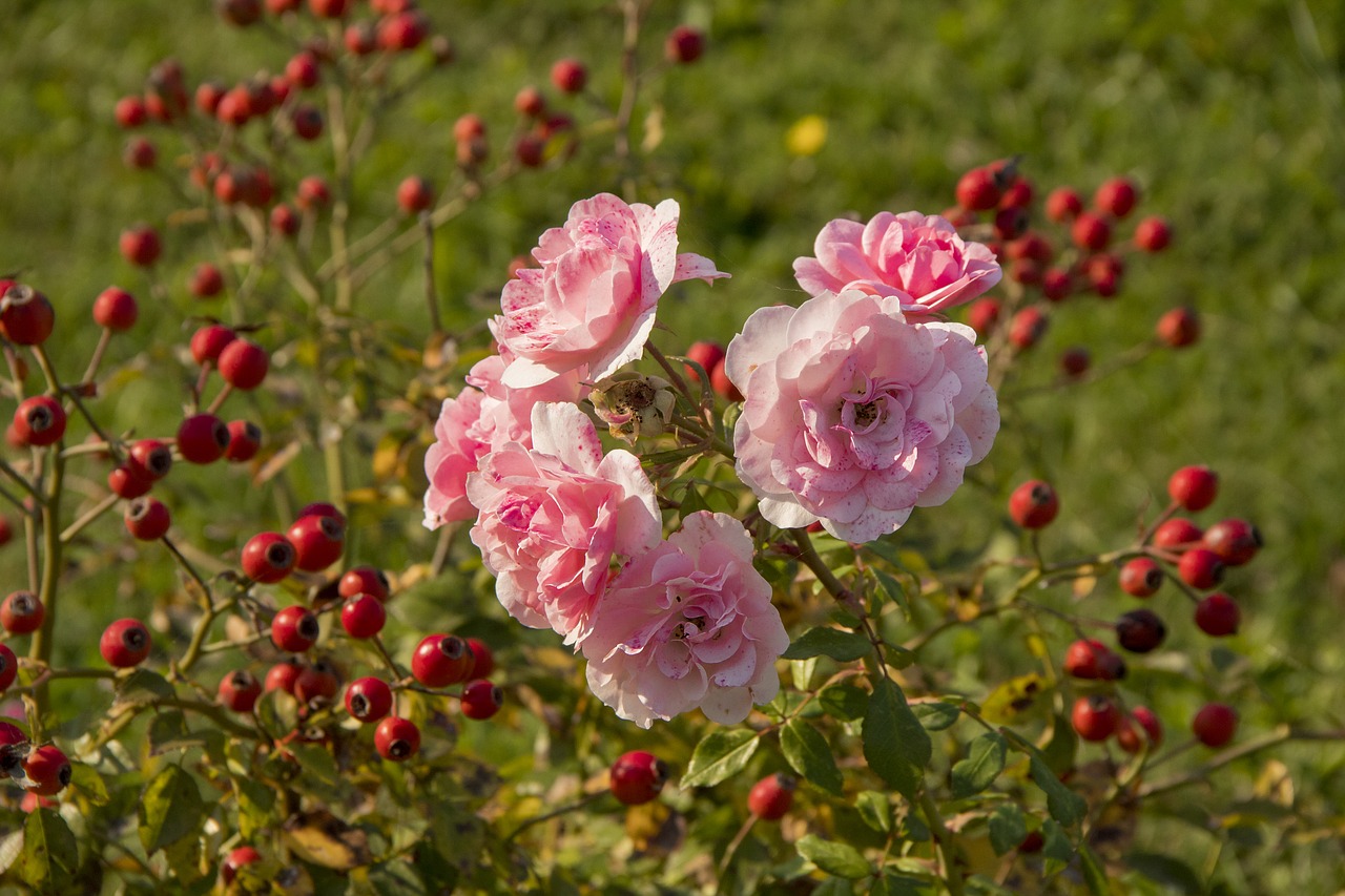 flower  pink  nature free photo