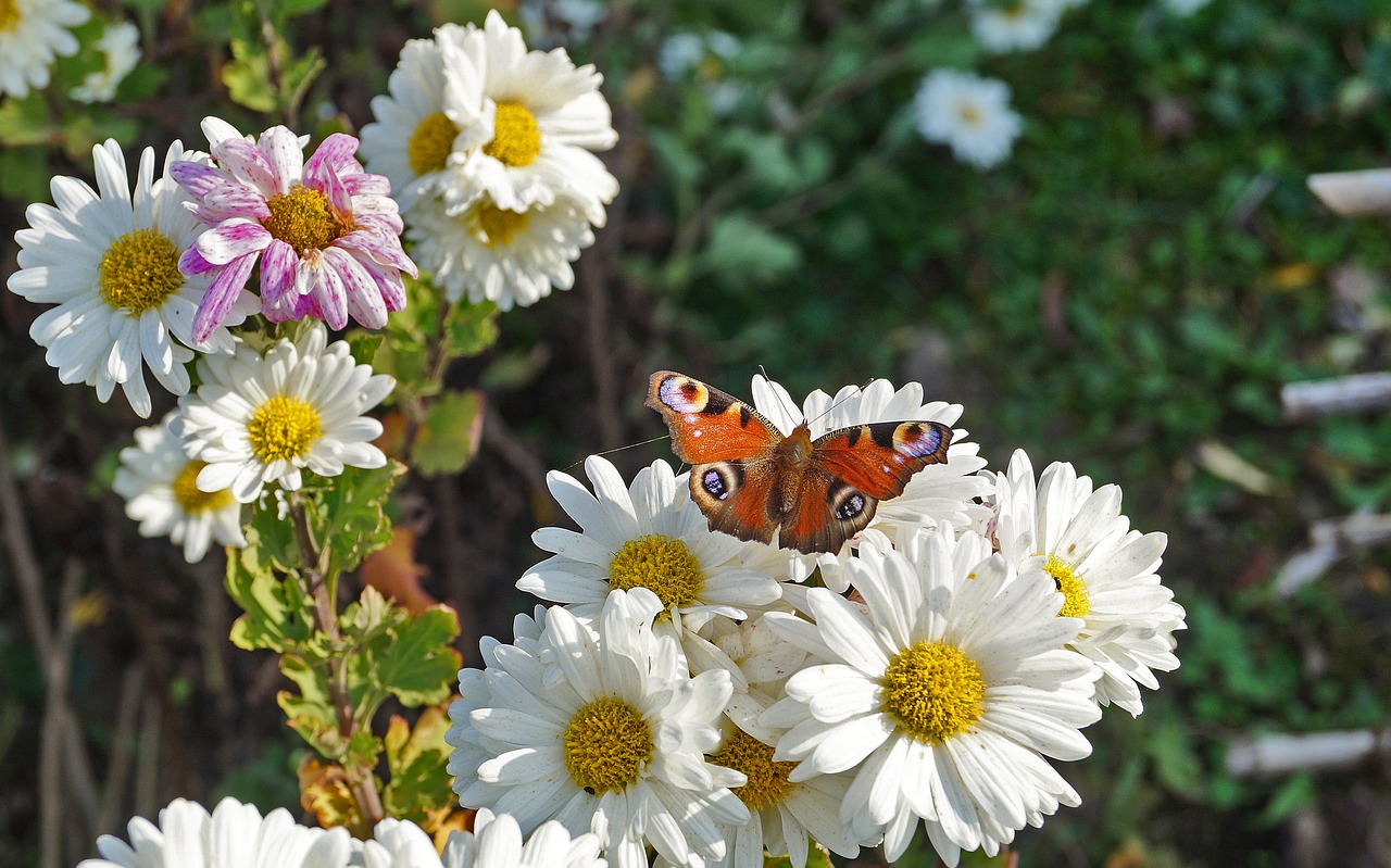 flower  butterfly  nature free photo