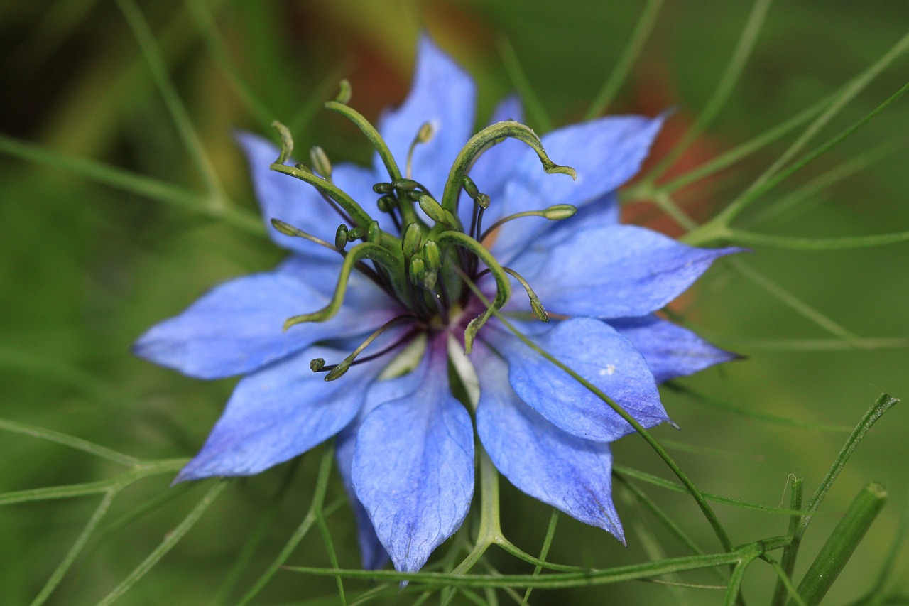 blossom bloom ornamental plant free photo