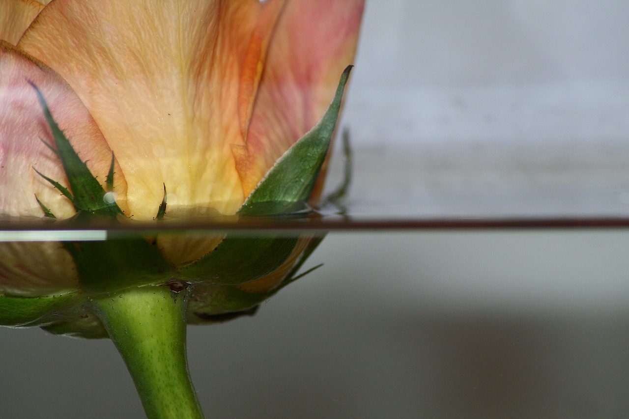 flower  water  blossom free photo