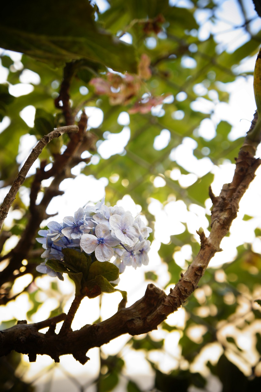 flower  tree  petals free photo