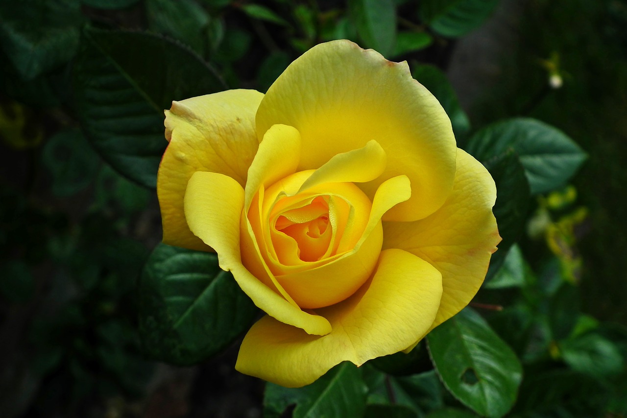 flower  rose  yellow free photo