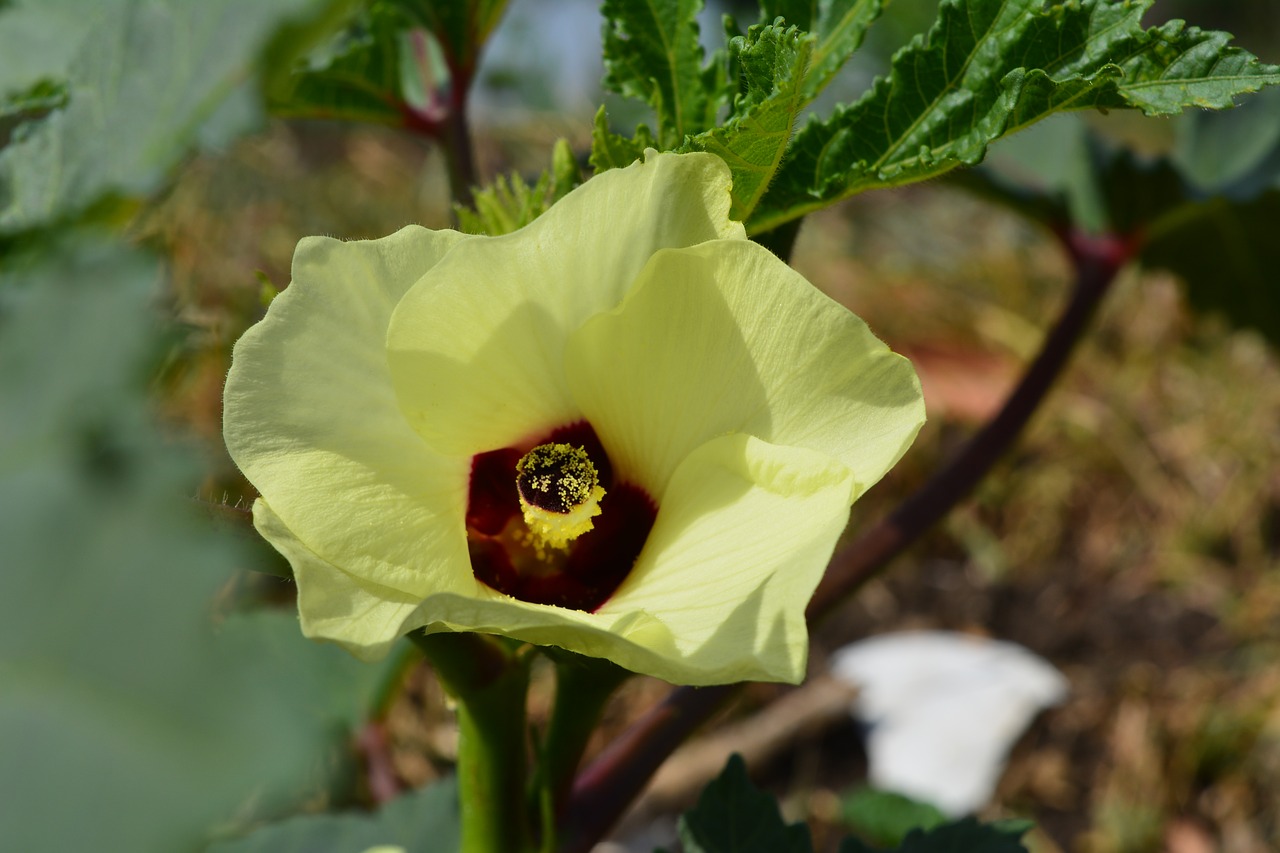 flower  green  nature free photo