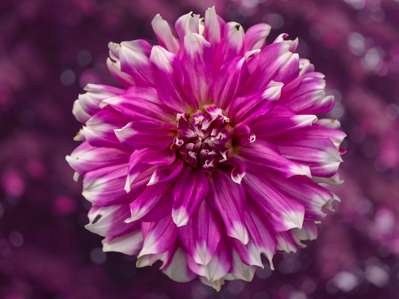 flower  dahlia  nature free photo