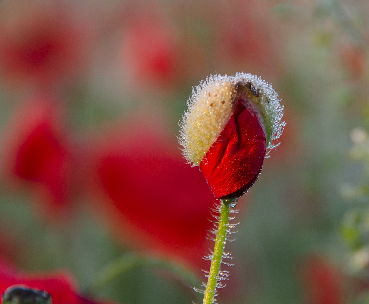 flower  morning  red free photo