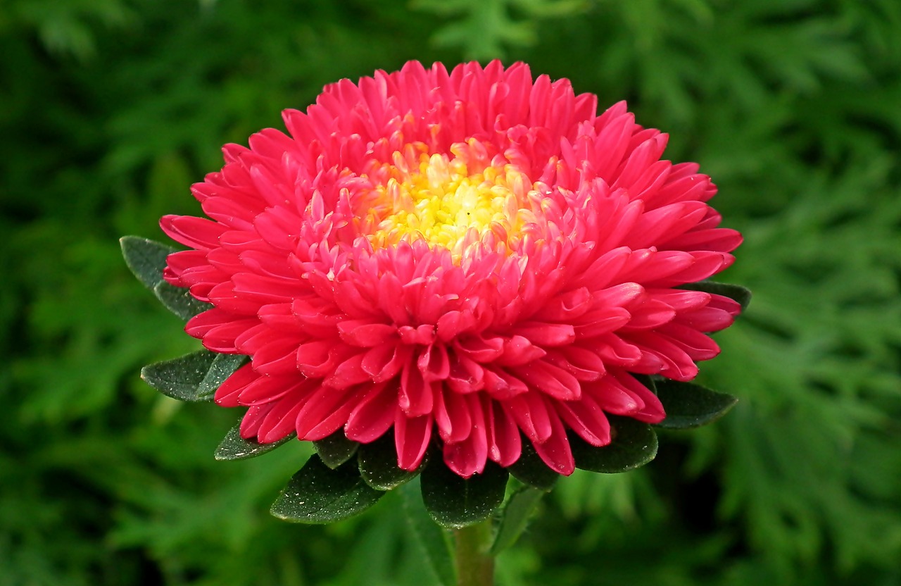 flower  aster  red free photo