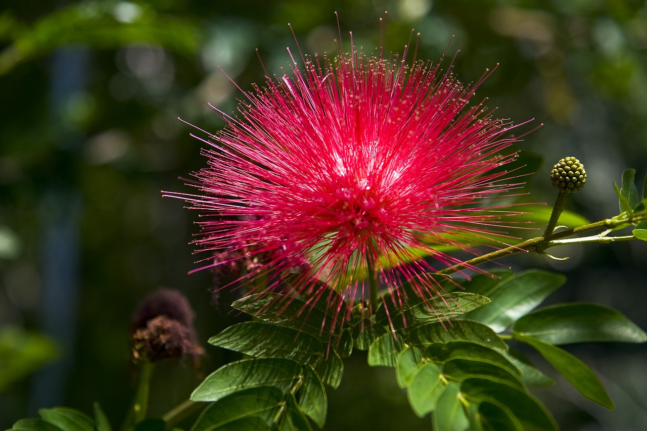 flower  red  beautiful free photo