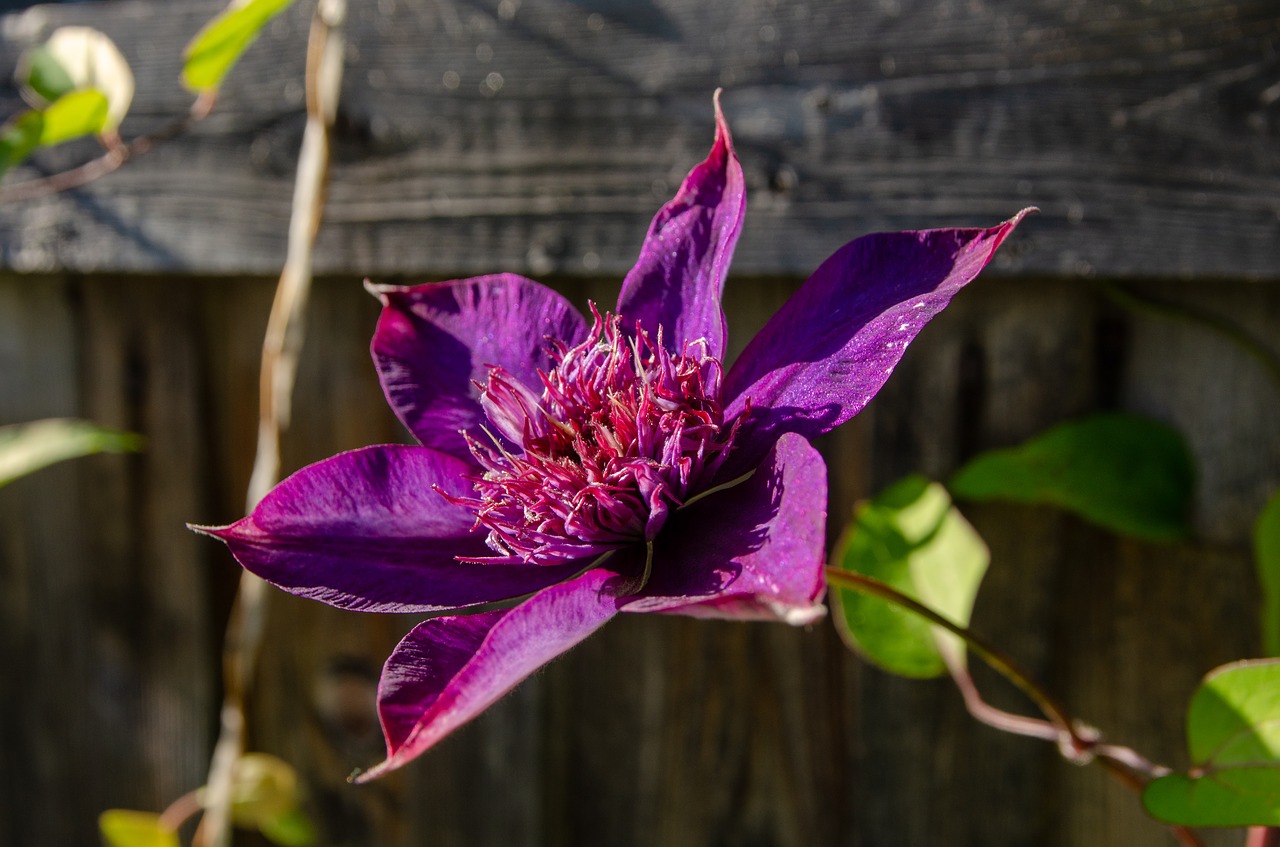 flower  clematis  nature free photo