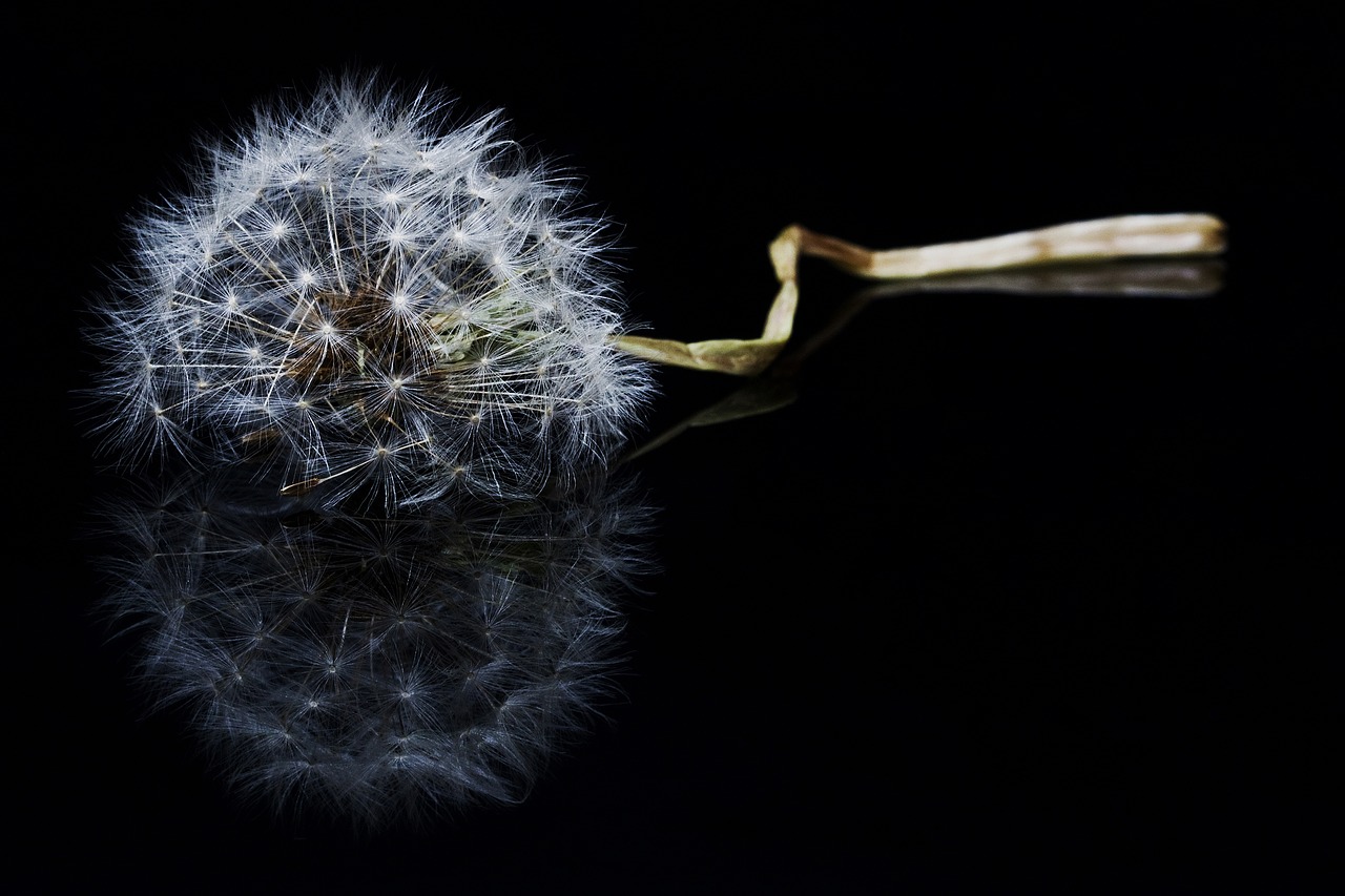 flower  macro  dandelion free photo