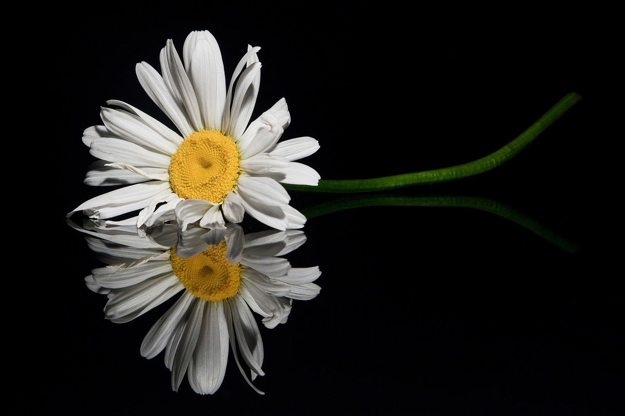 flower  reflection  close up free photo