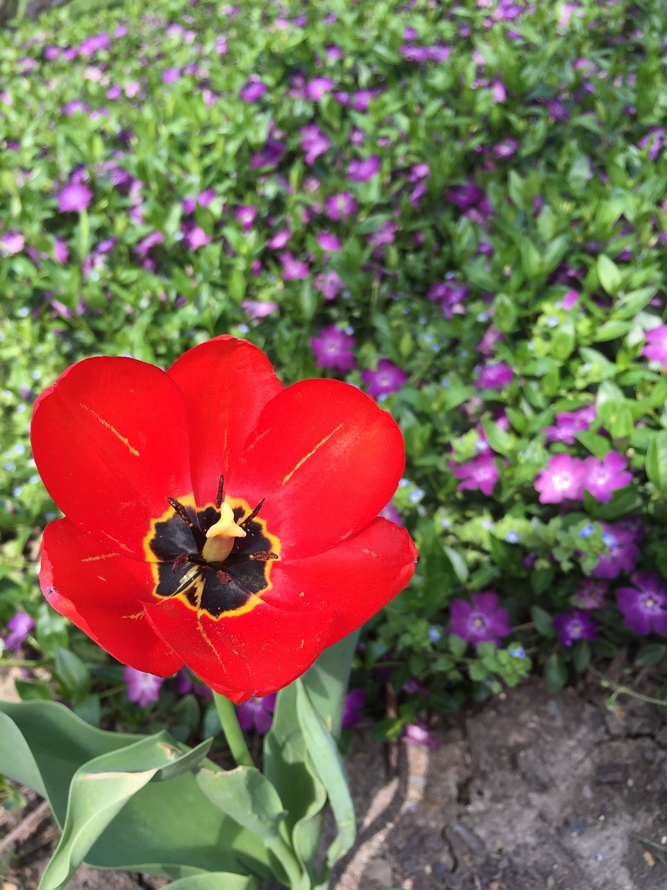 flower  red  bloom free photo