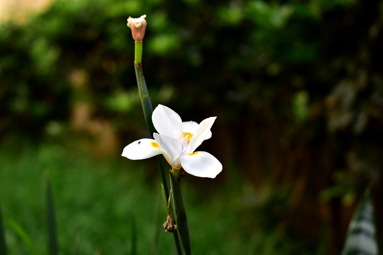 flower  garden  plant free photo