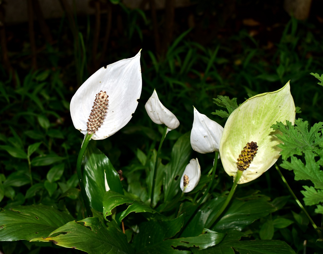 flower  garden  plant free photo