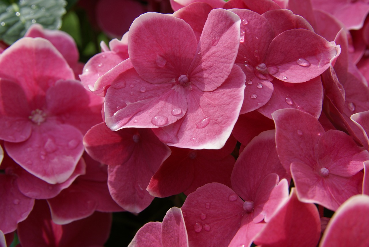 flower  plant  summer free photo