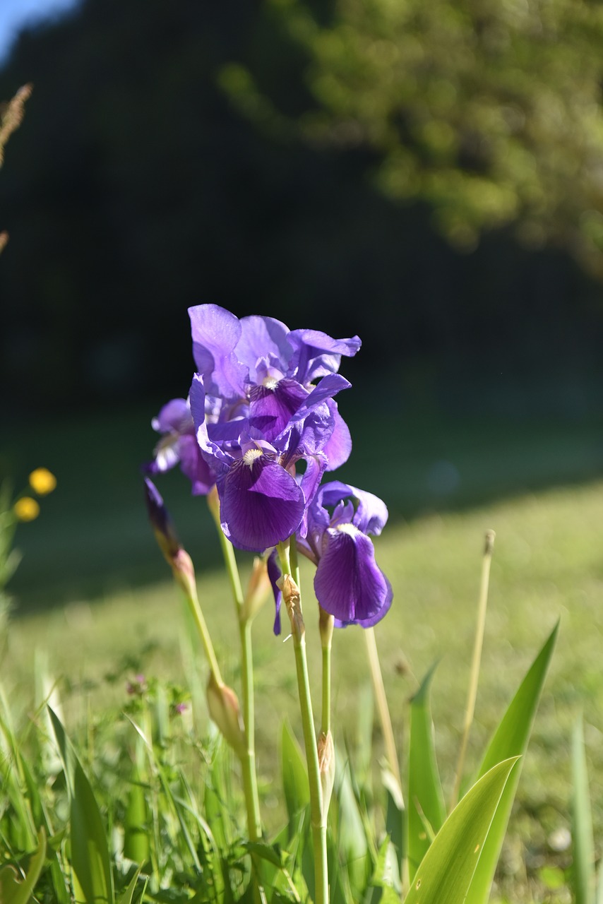 flower  violet  iris free photo