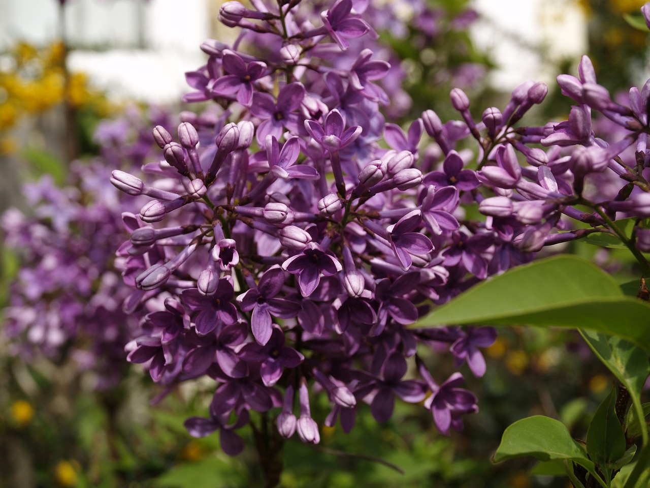 flower  lilac  purple free photo