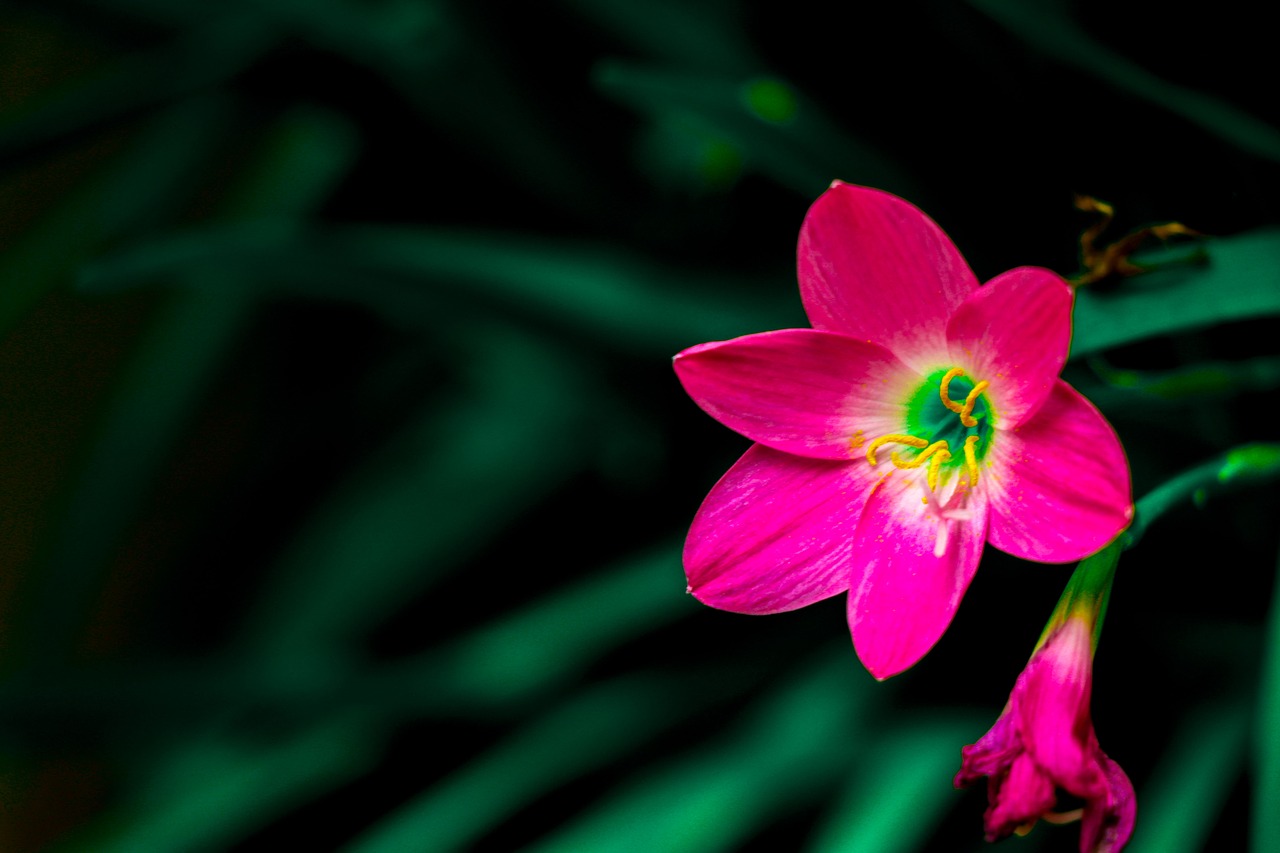 flower  pink  nature free photo