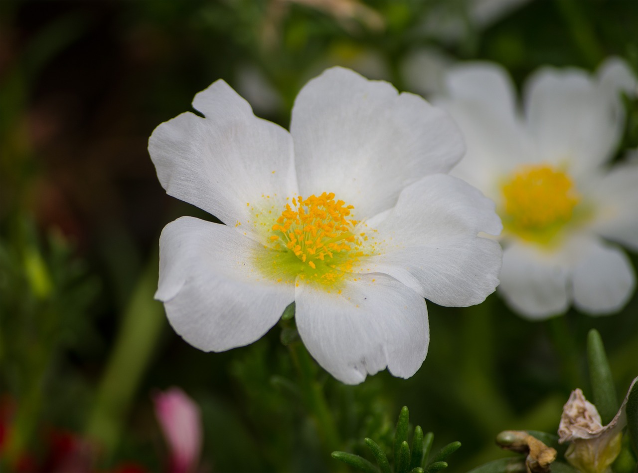 flower  nature  petals free photo