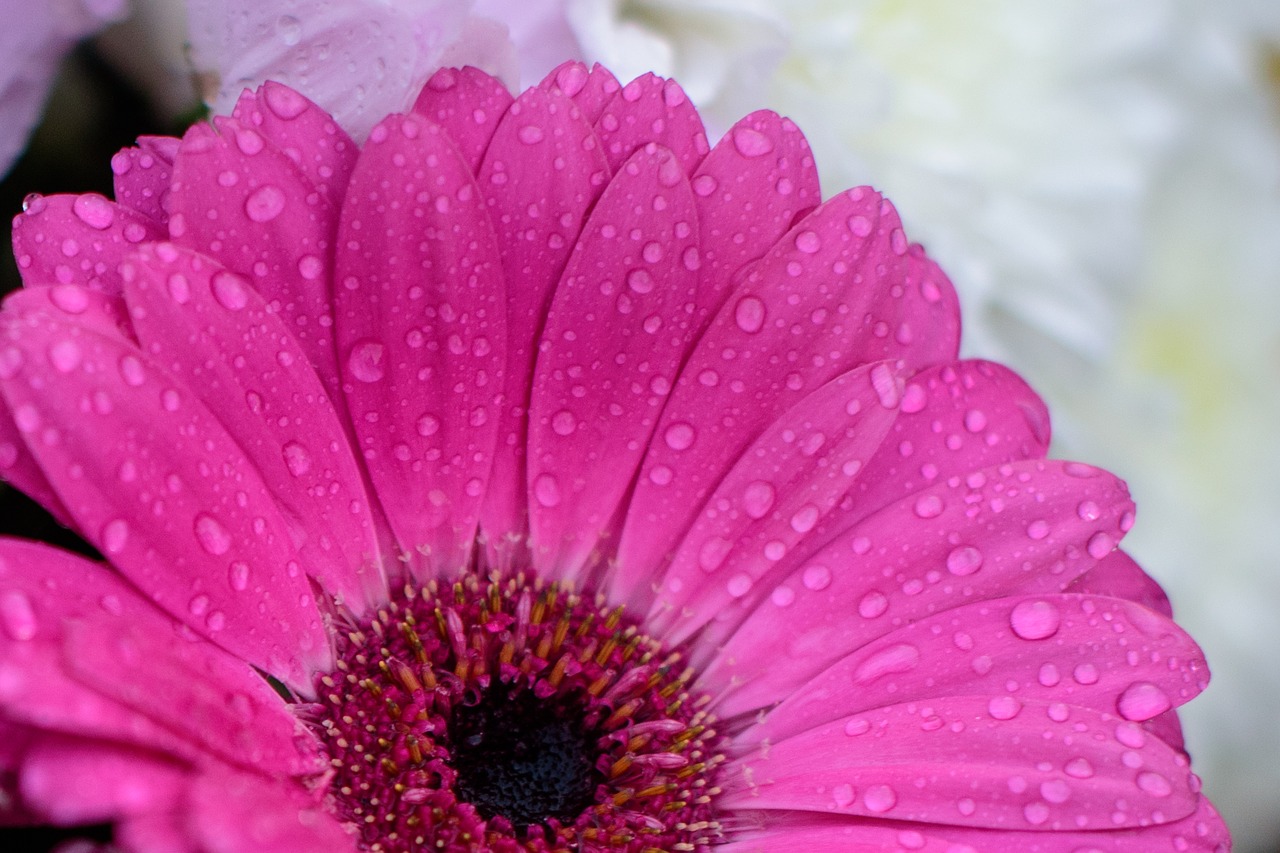 flower  pink  rain free photo