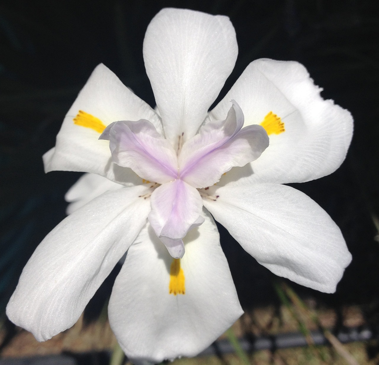 flower fairy iris garden free photo