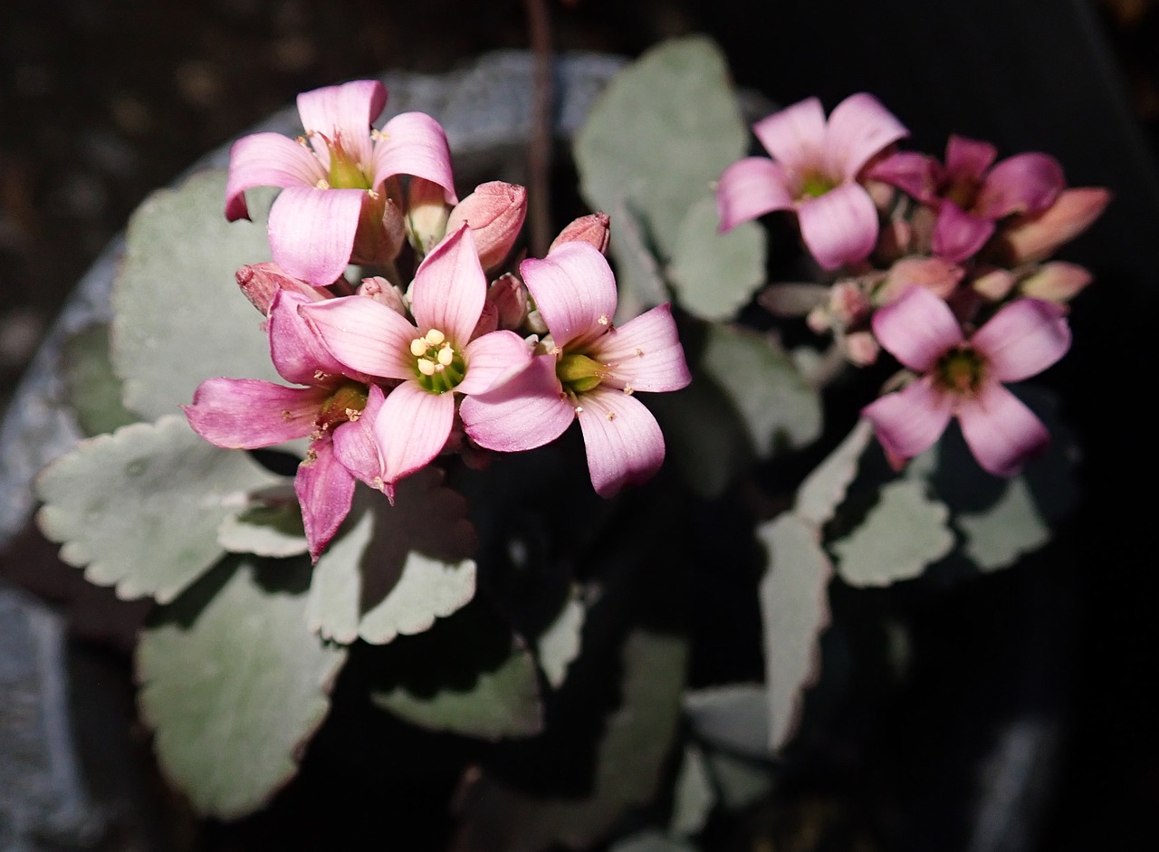 flower  pink  garden free photo