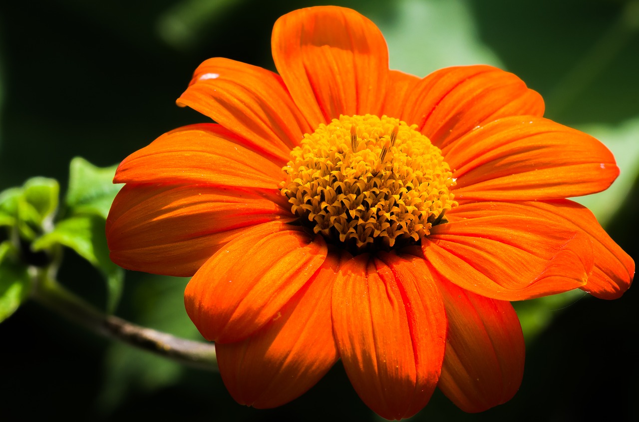 flower  orange  button free photo