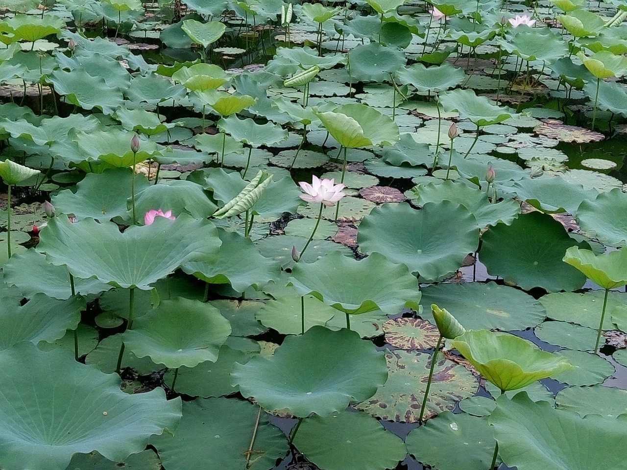 flower lotus pond free photo