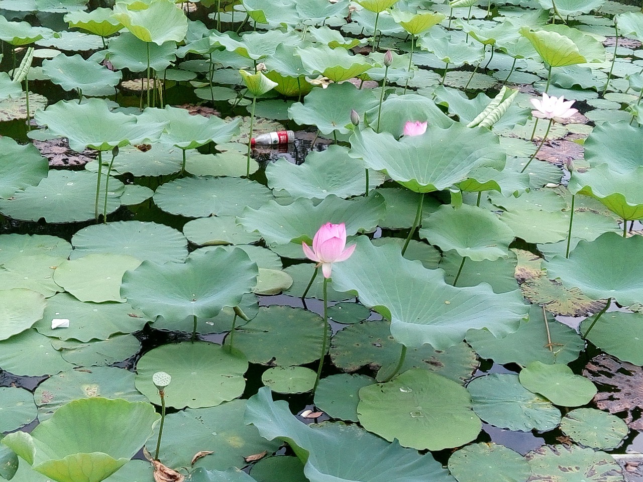 flower lotus pond free photo