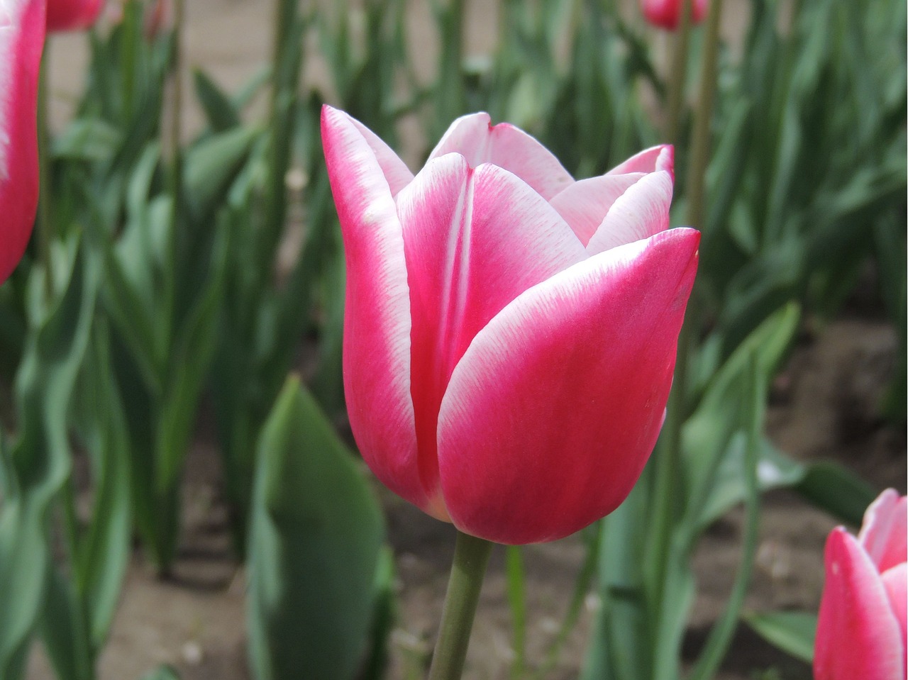 flower tulip cute free photo