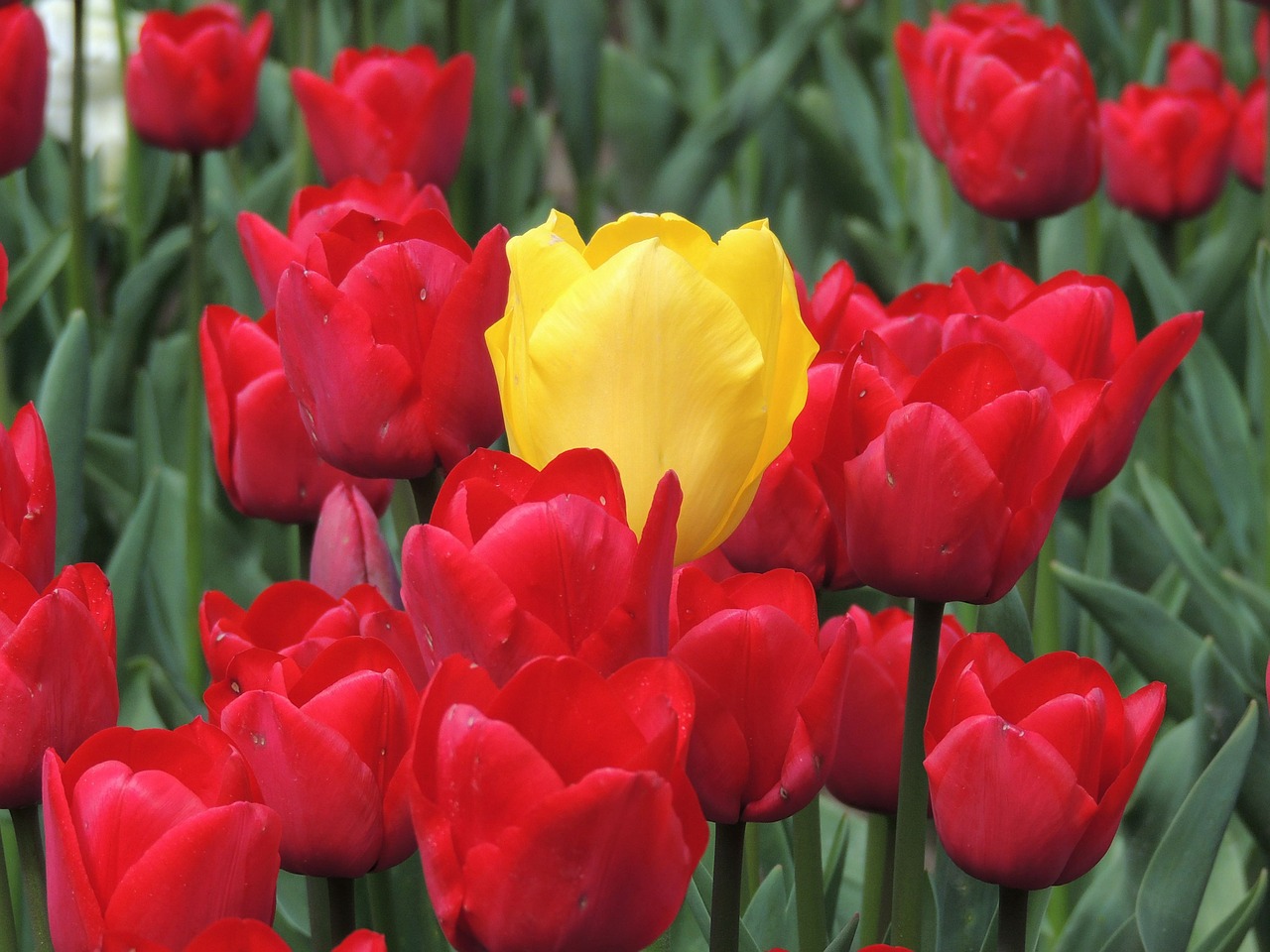 flower tulip center free photo