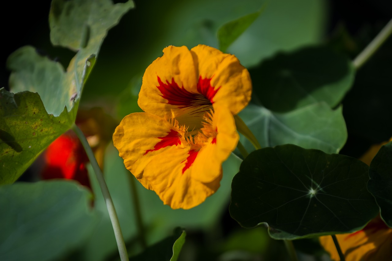 flower  yellow flower  nature free photo