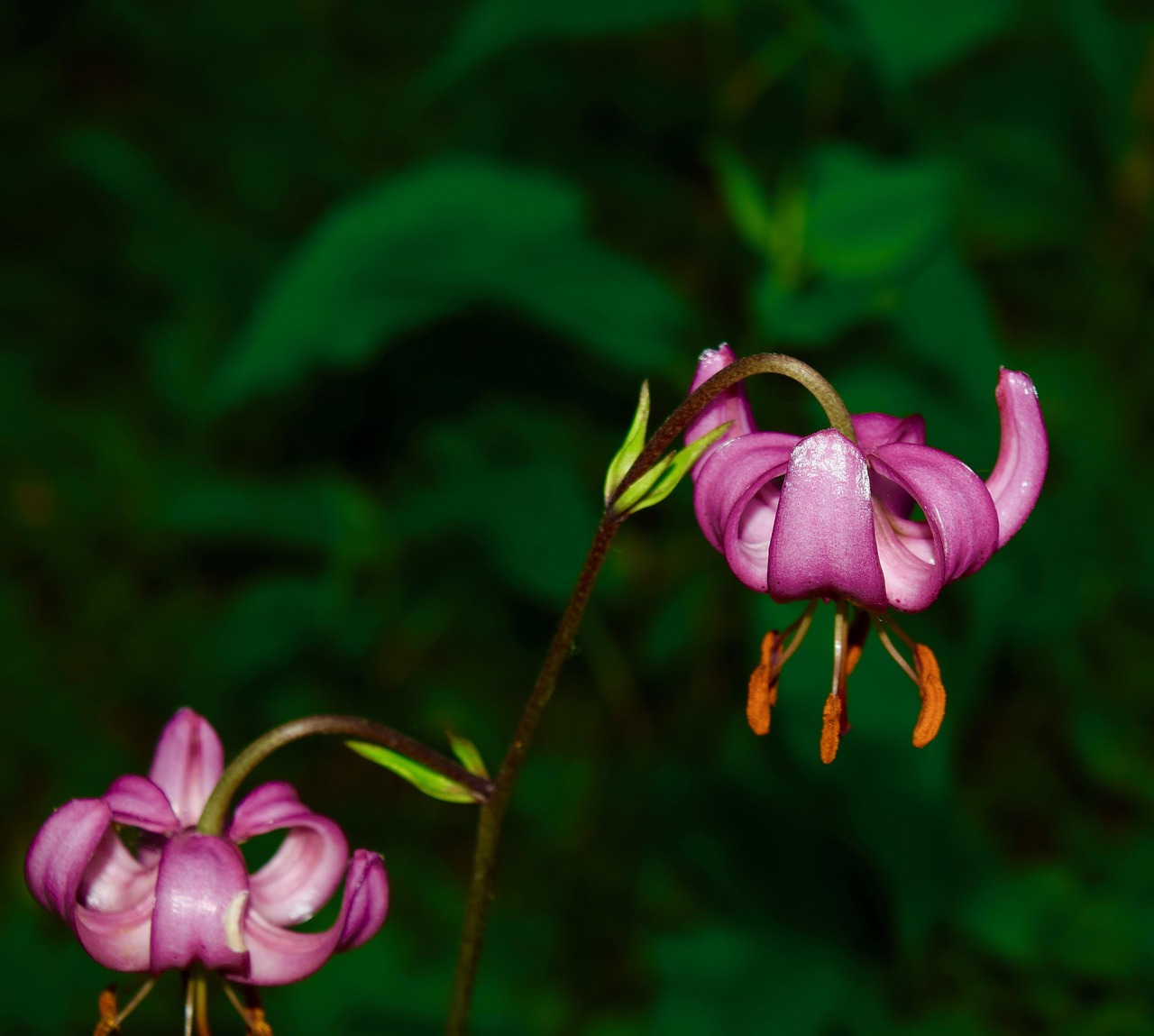 flower  botanical  plant free photo