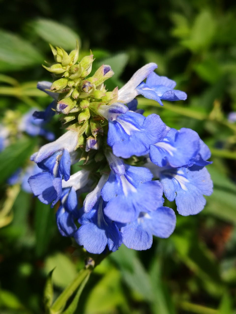 flower  purple  summer free photo