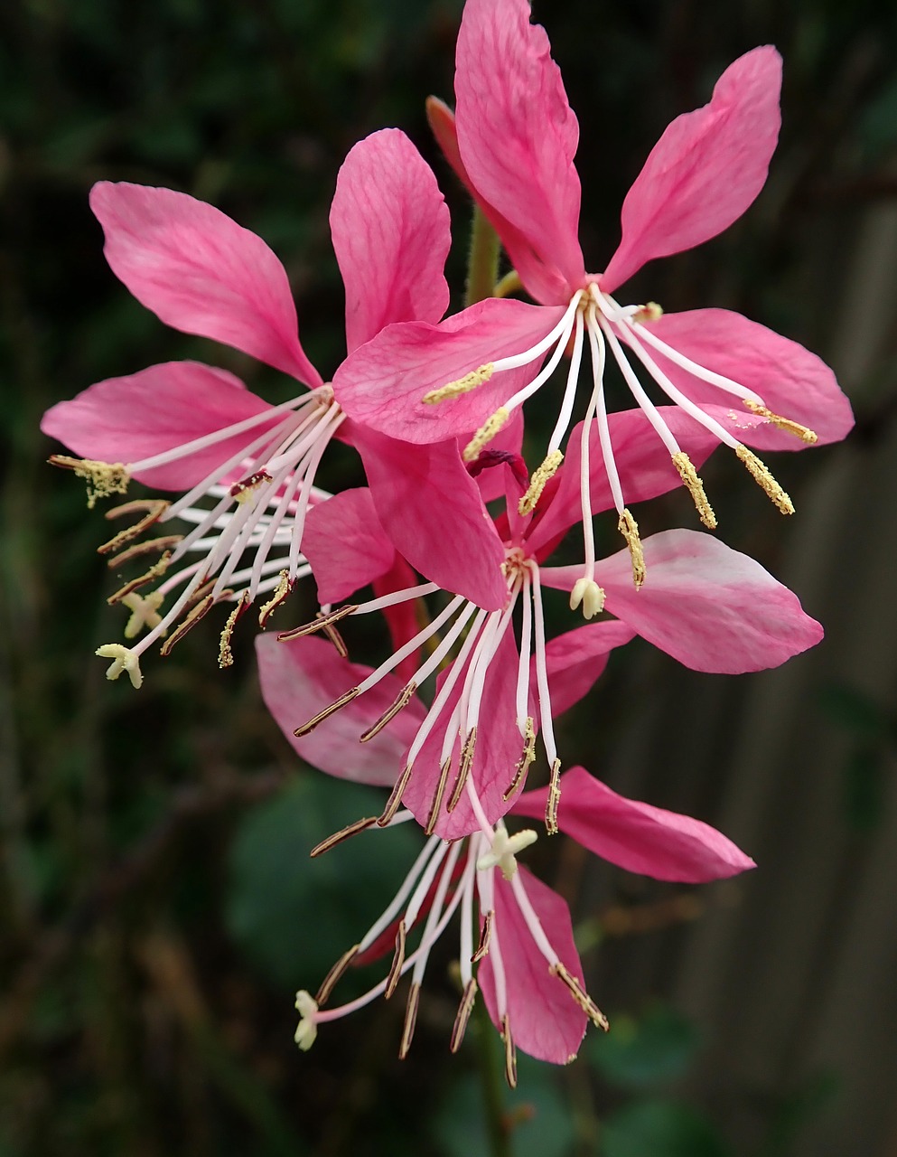 flower  pink  garden free photo