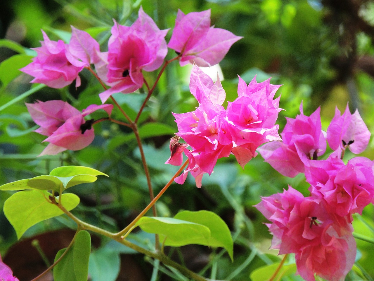 flower bougainvillea pink free photo