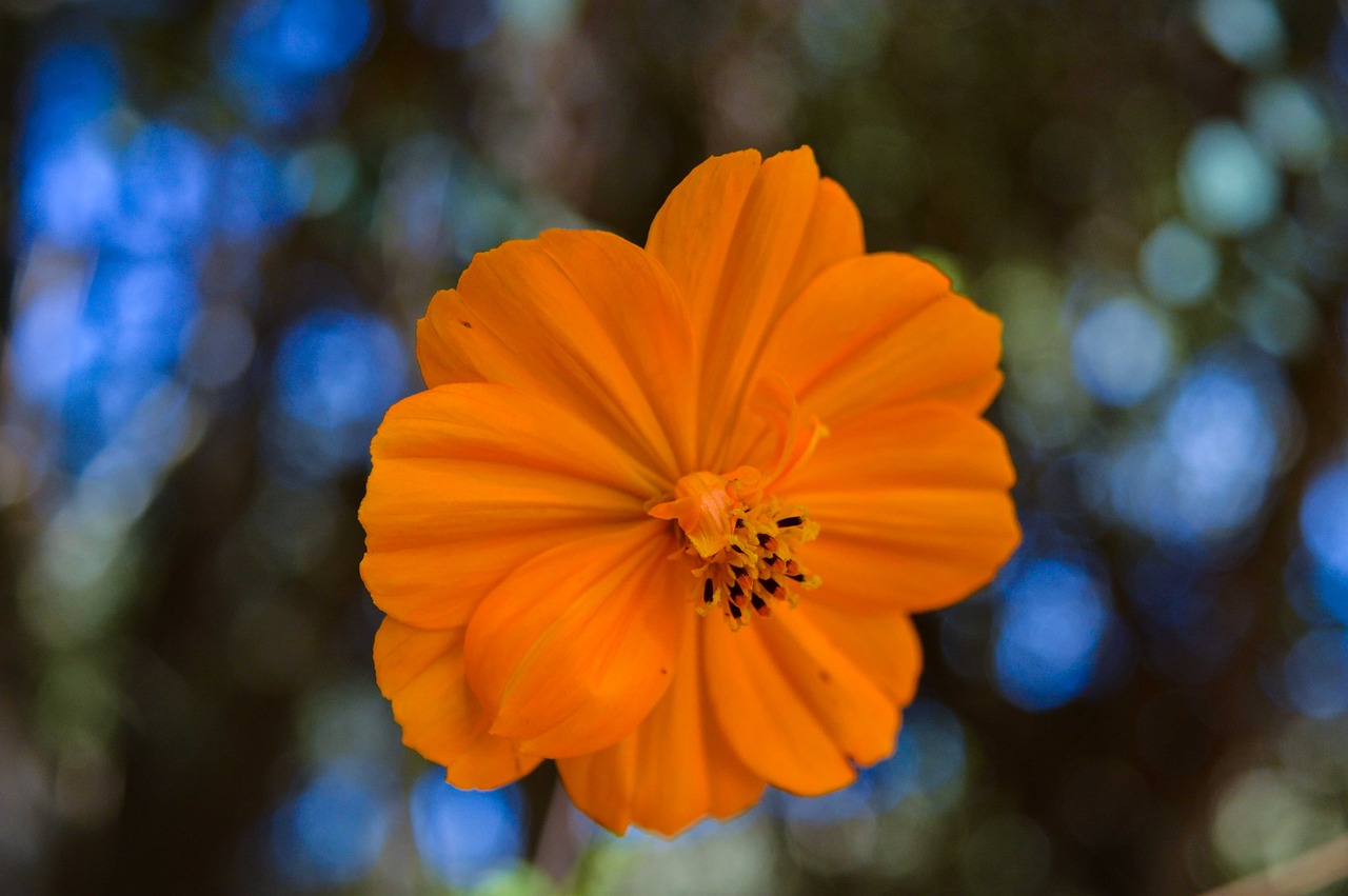 flower  yellow  nature free photo