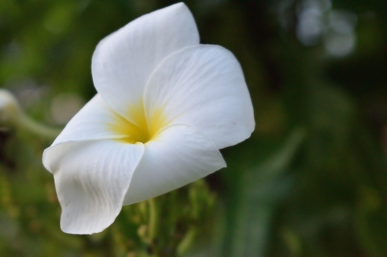 flower  petal  nature free photo