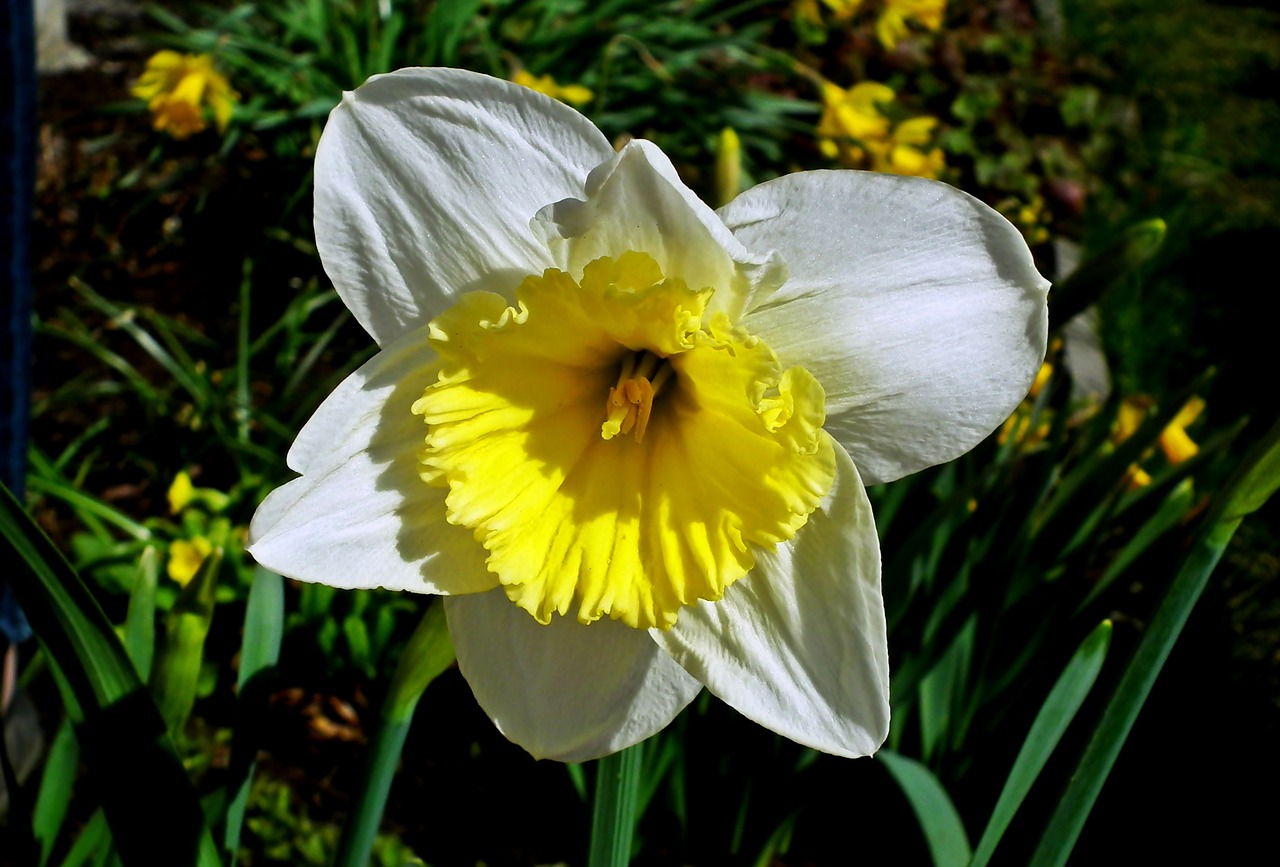 flower  krokus  spring free photo