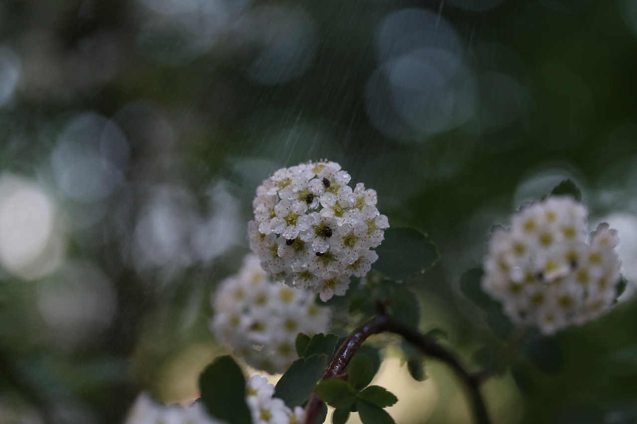 flower  tree  spring free photo