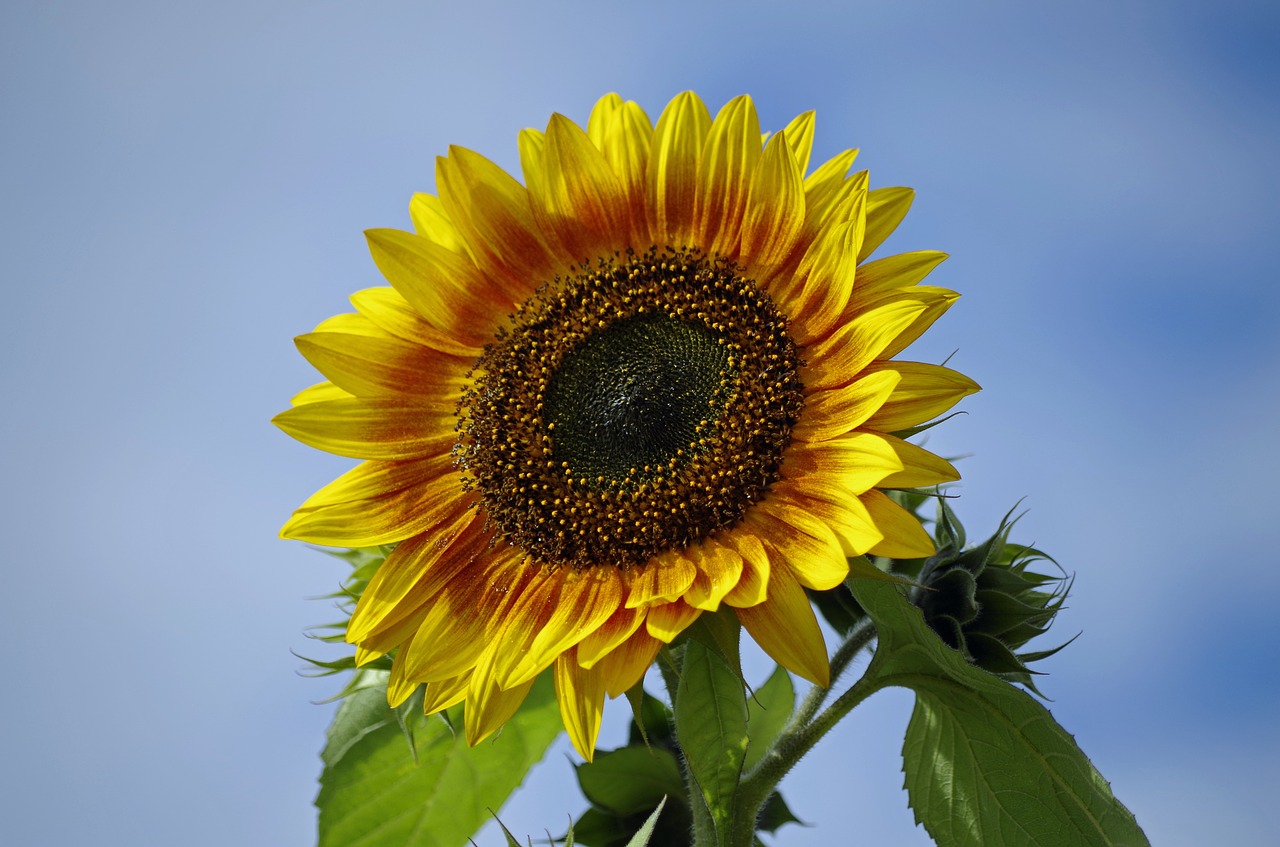 flower  sunflower  nature free photo