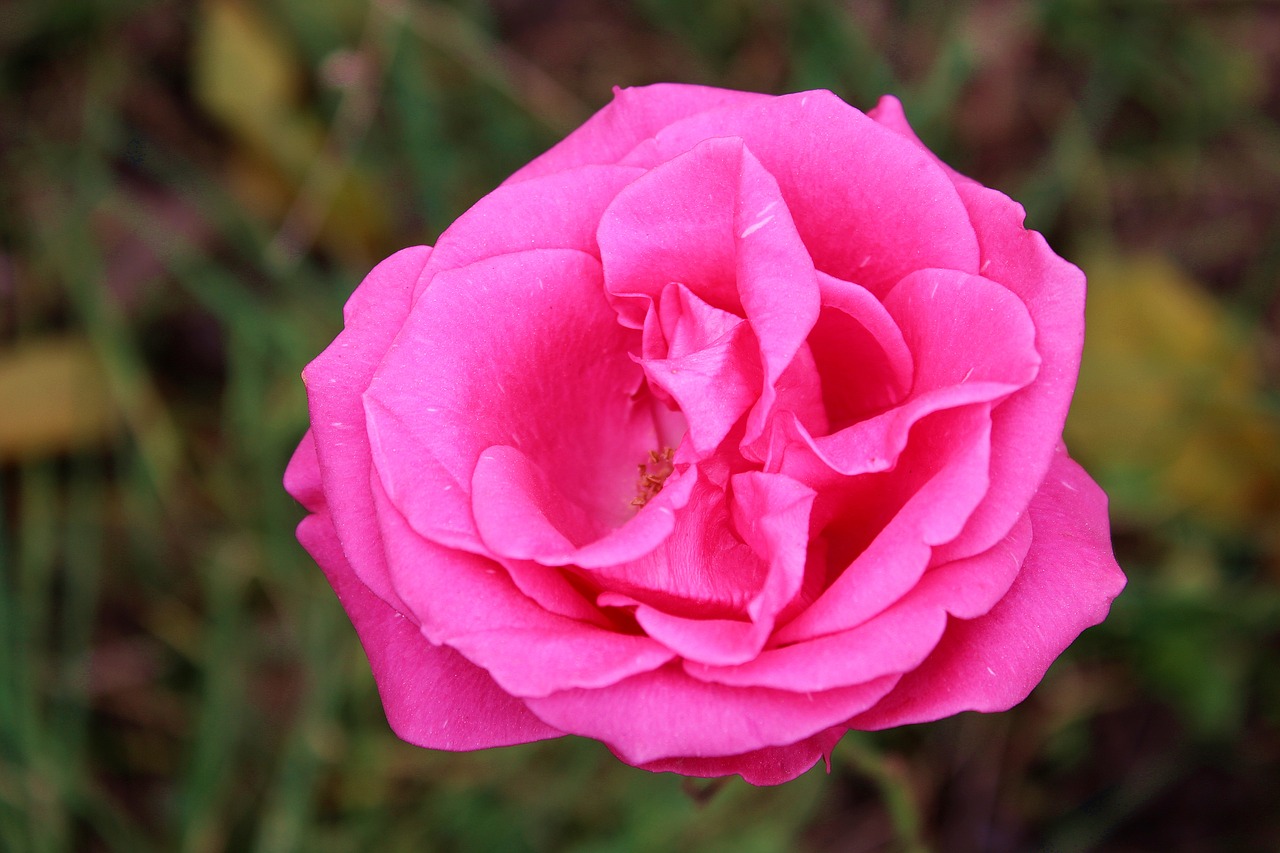 flower  rose  pink free photo