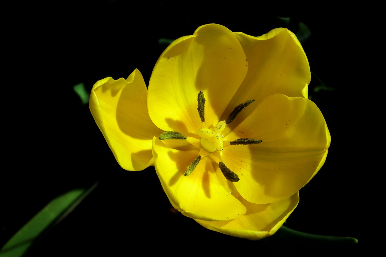 flower  tulip  yellow free photo