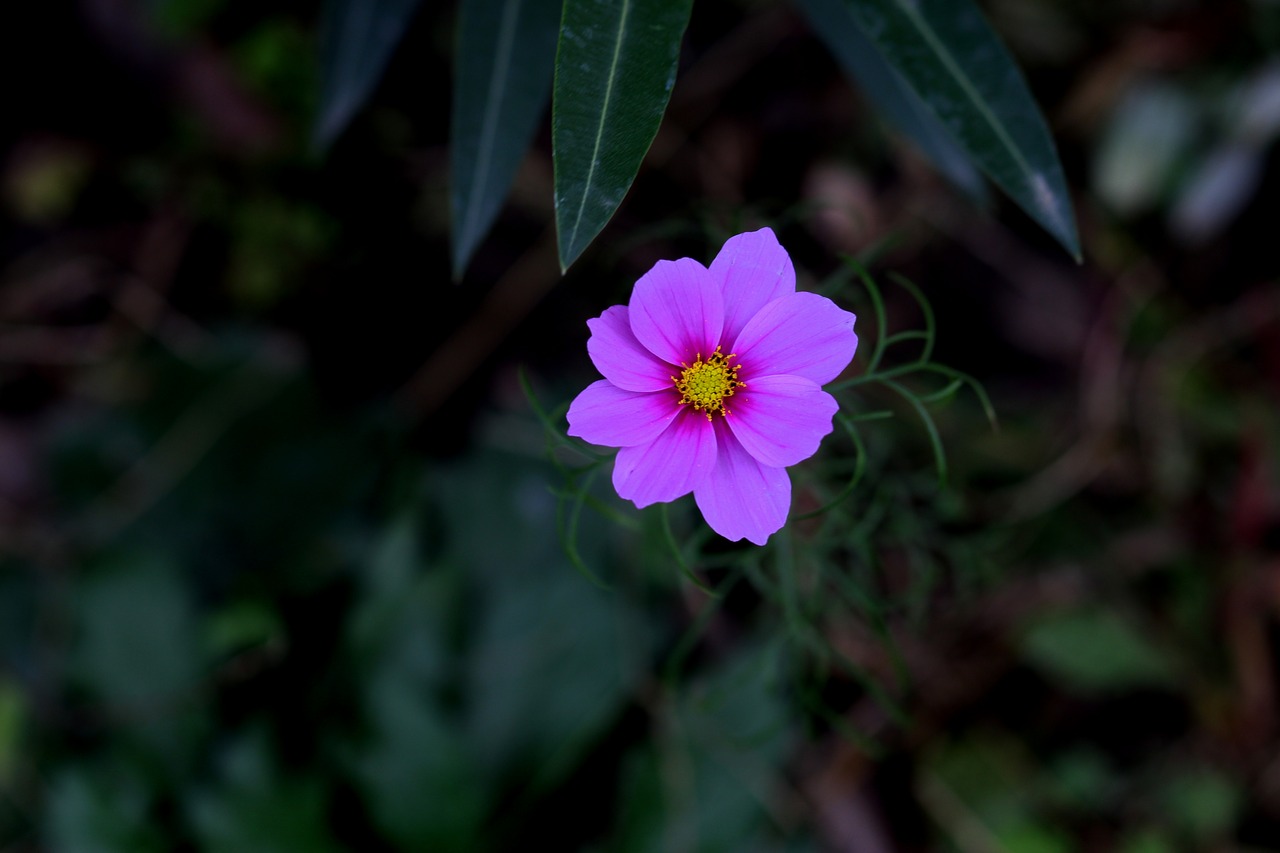 flower  mov  pink free photo