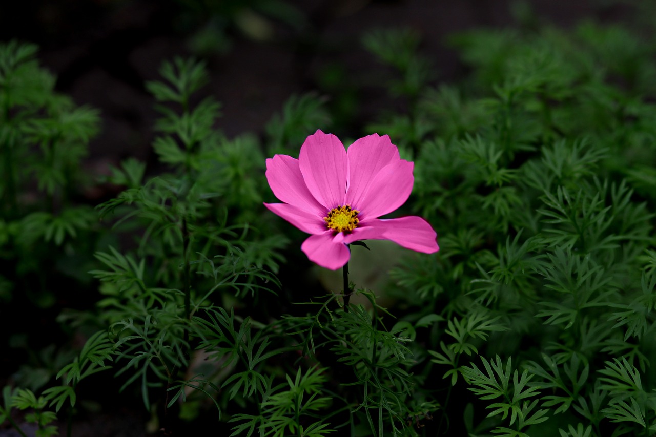 flower  pink  plant free photo