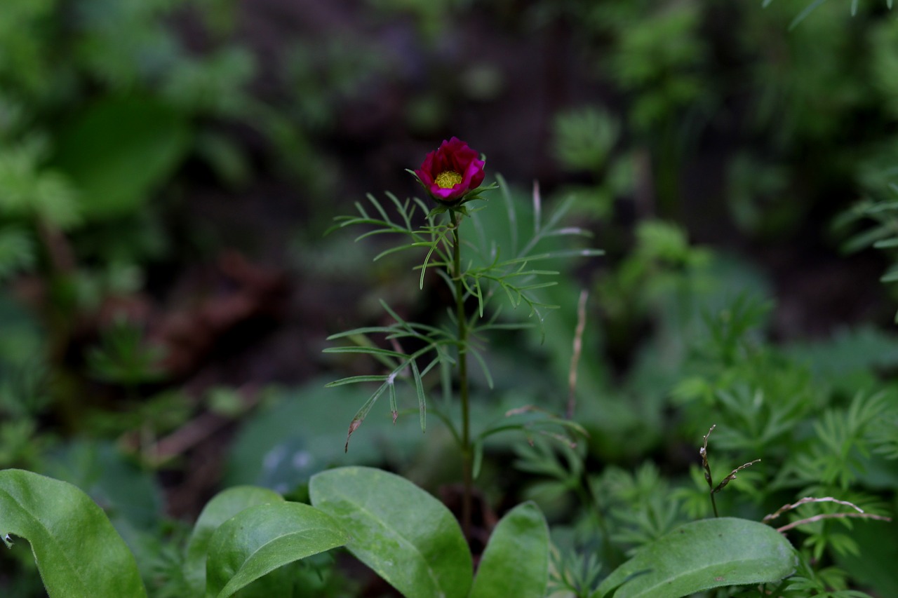 flower  garnet-red  plant free photo