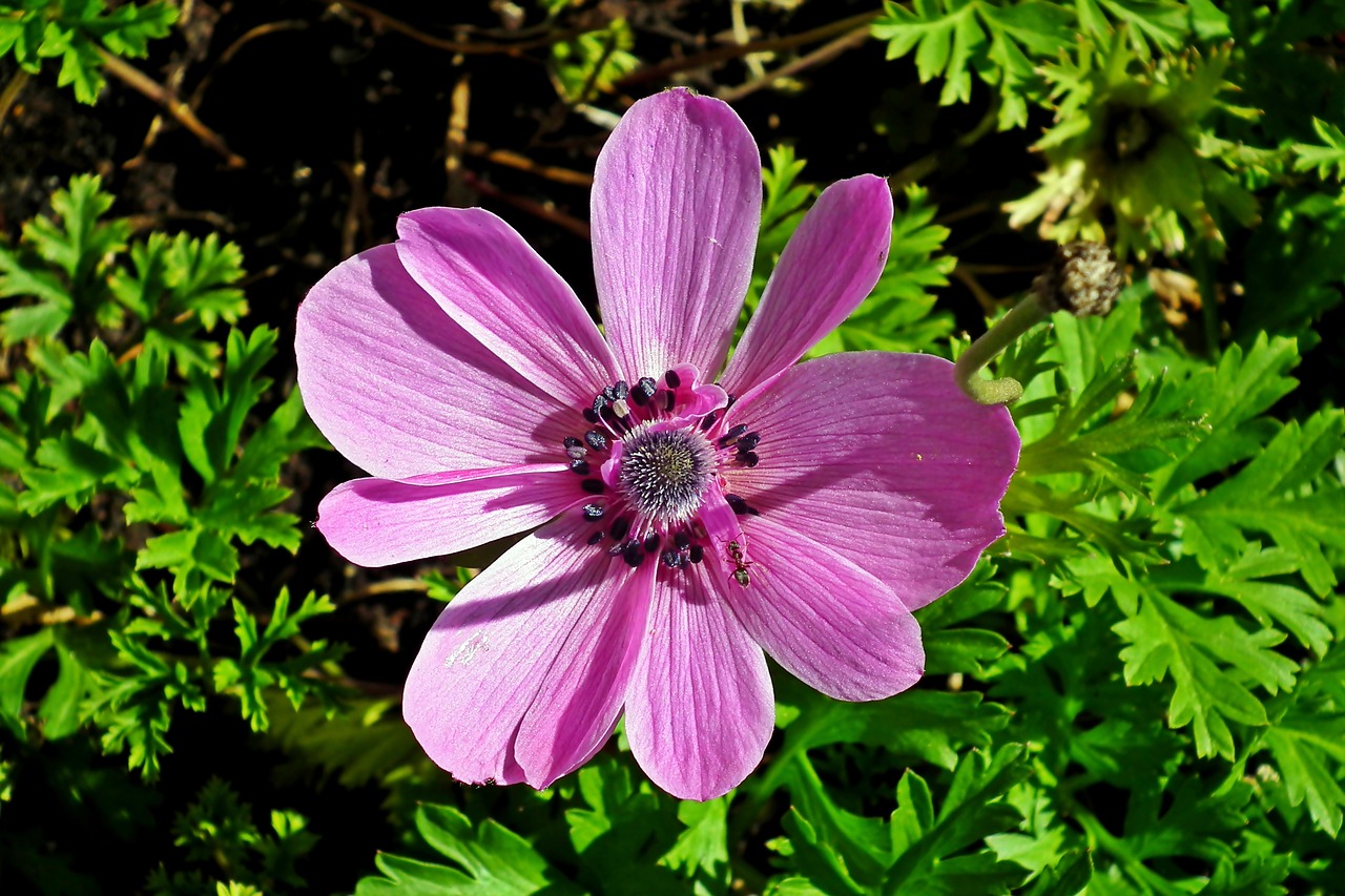 flower  anemone  garden free photo