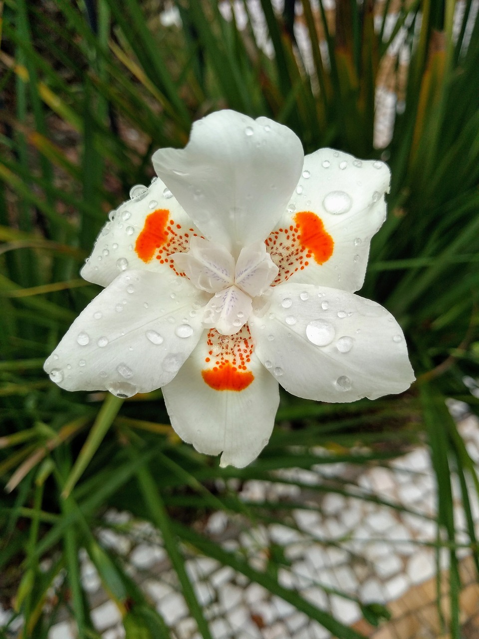 flower  white flower  white flower and orange free photo