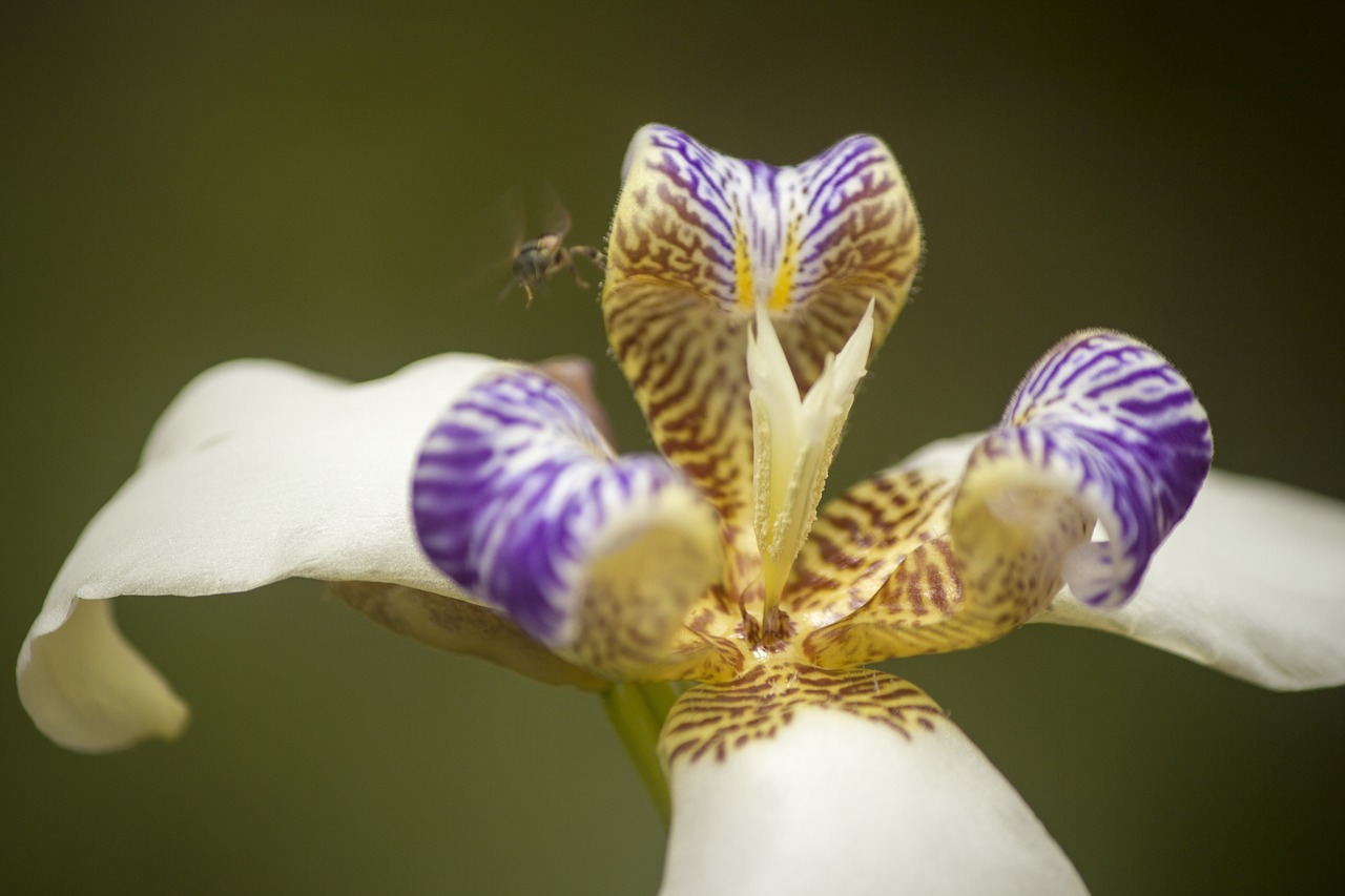 flower  nature  plant free photo