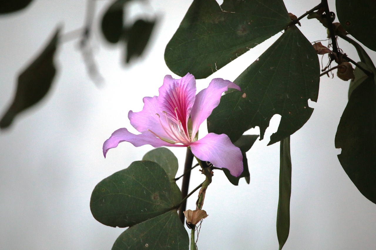 flower  violet flower  violet free photo