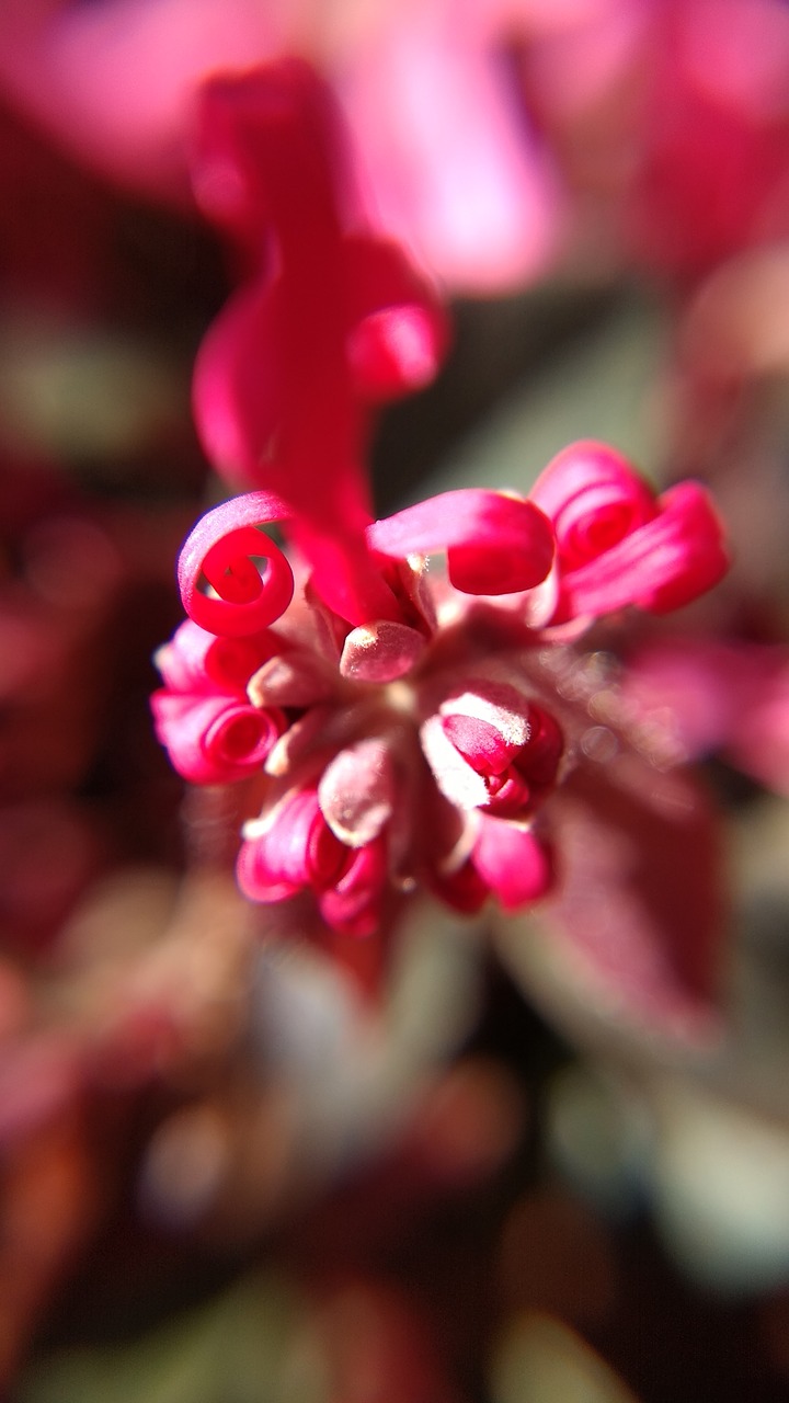 flower  pink  blossom free photo